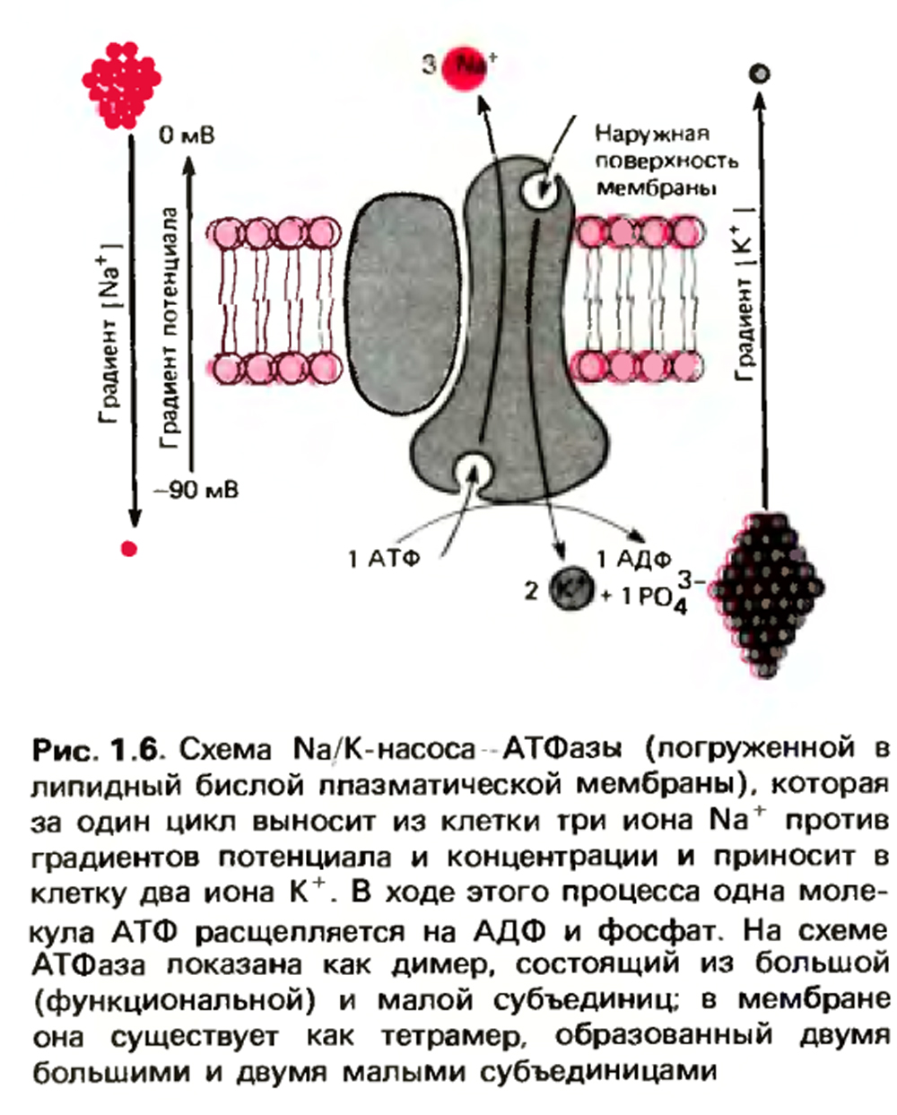 Атфаза. Строение натрий калиевой АТФАЗЫ. Na k АТФАЗА. АТФАЗЫ плазматической мембраны. Натрий калий АТФАЗА.