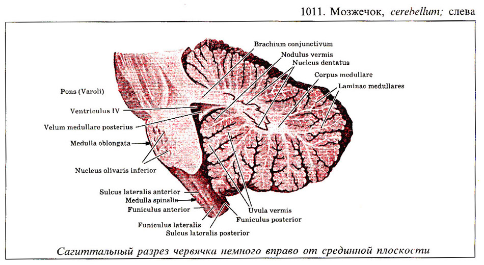 Левый мозжечок. 4 Желудочек мозжечка. Строение мозжечка кт. Анатомия мозжечка мрт. IV желудочек строение стенки.