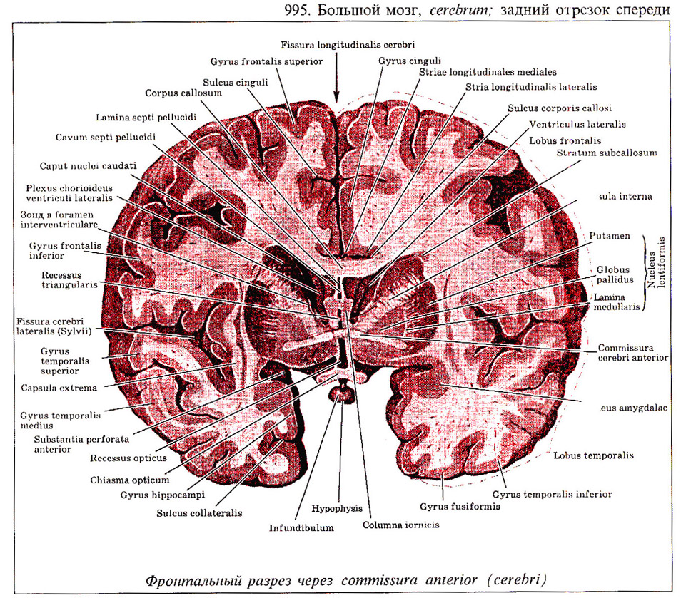 Поперечный разрез головного мозга рисунок с подписями