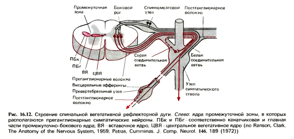 Спинальный ганглий фото