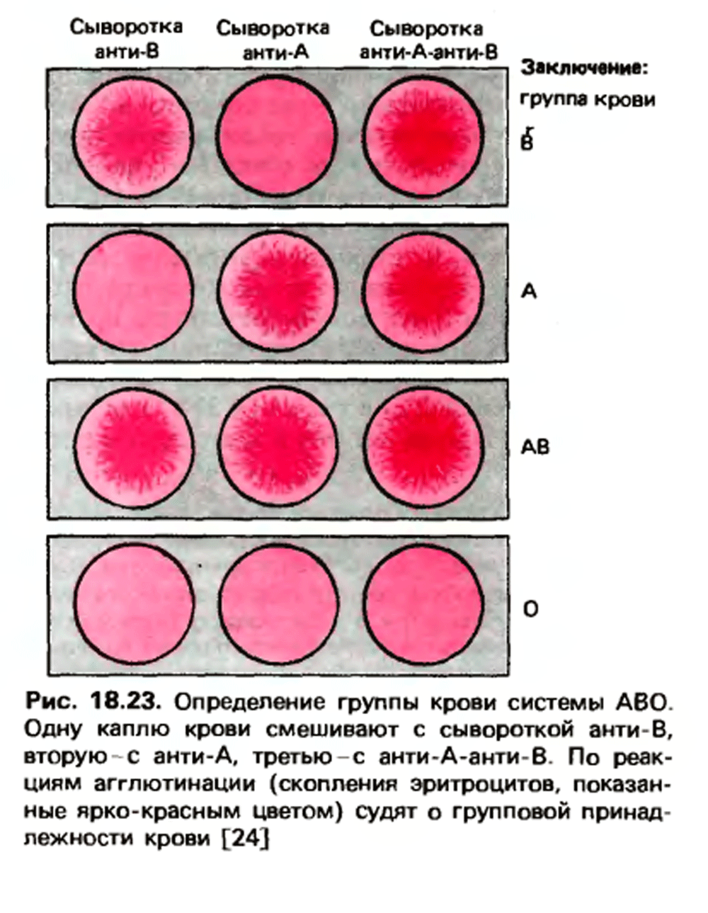 можно ли определить по сперме группу крови фото 14