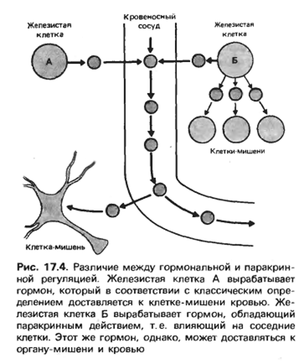 Клетки мишени. Клетки мишени гормонов таблица. Клетка мишень это физиология. Пути действия гормонов на клетки-мишени физиология. Клетки мишени примеры.