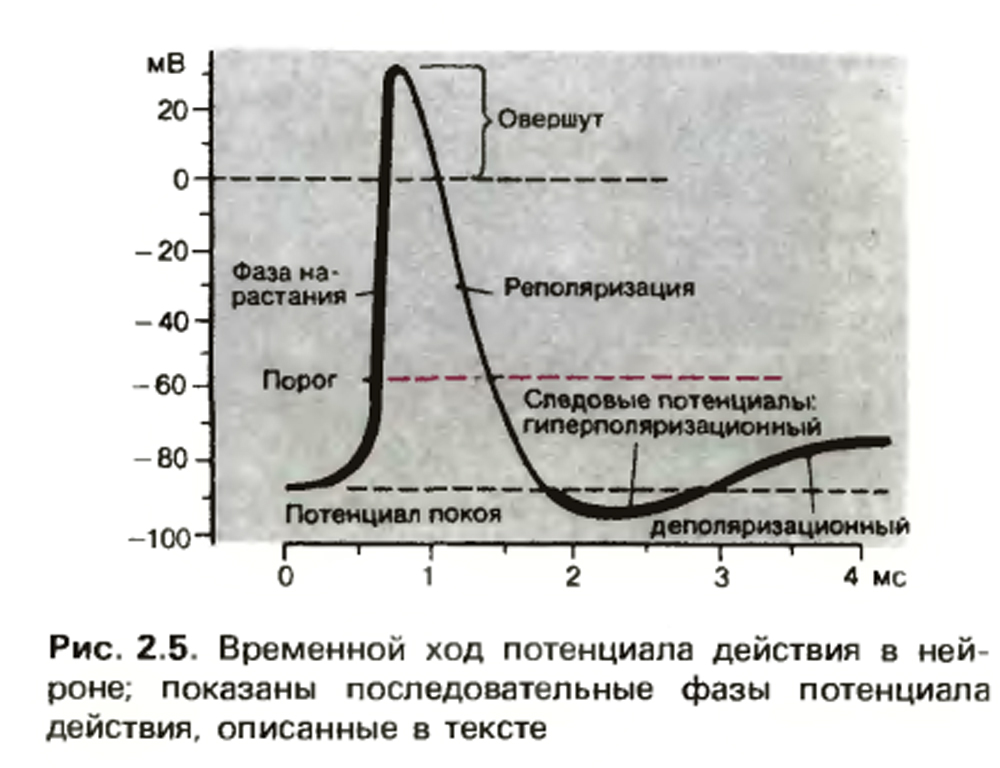 Пд это. Потенциал покоя физиология схема. График потенциала действия физиология. Фаза реполяризации нервного волокна обусловлена. Стадии потенциала действия физиология.