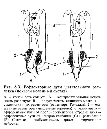 Схема рефлекса шагания