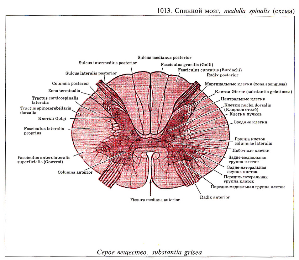 Спинной мозг гистология рисунок