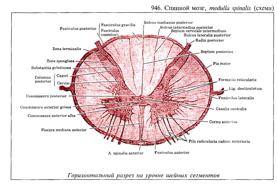 Общий план строения спинного мозга гистология