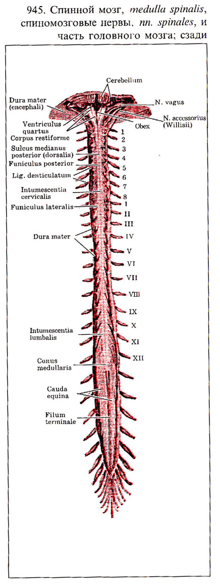 Отделы спинного мозга рисунок