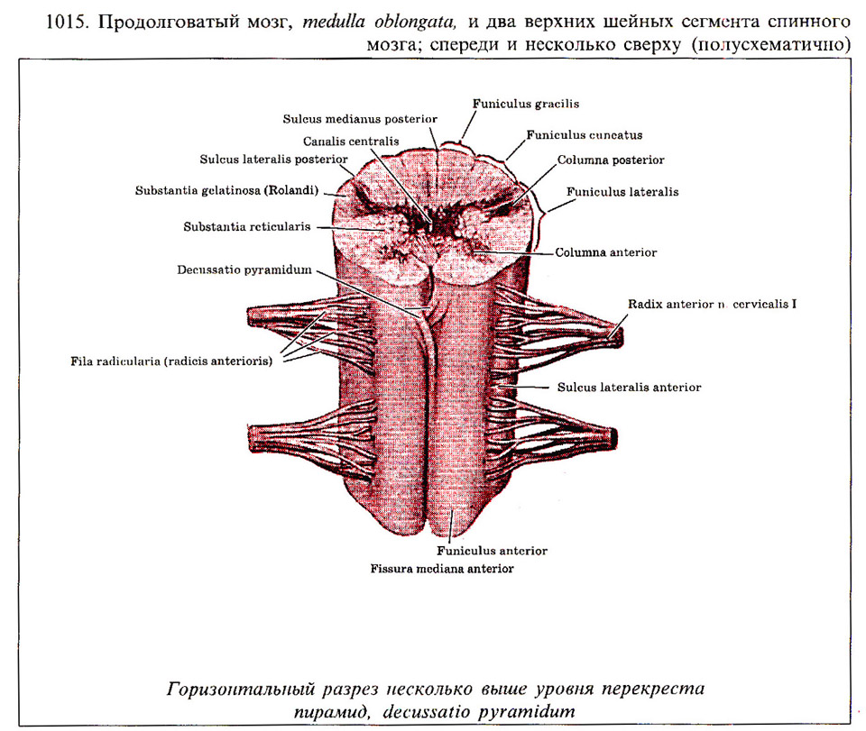 Мозги на латинском. Спинной мозг строение анатомия латынь. Строение спинного мозга латынь. Спинной мозг строение на латинском. Поперечный срез спинного мозга латынь.