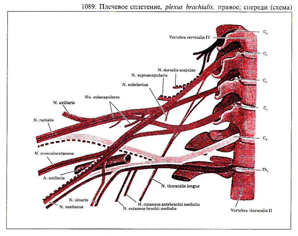 Плечевое сплетение схема