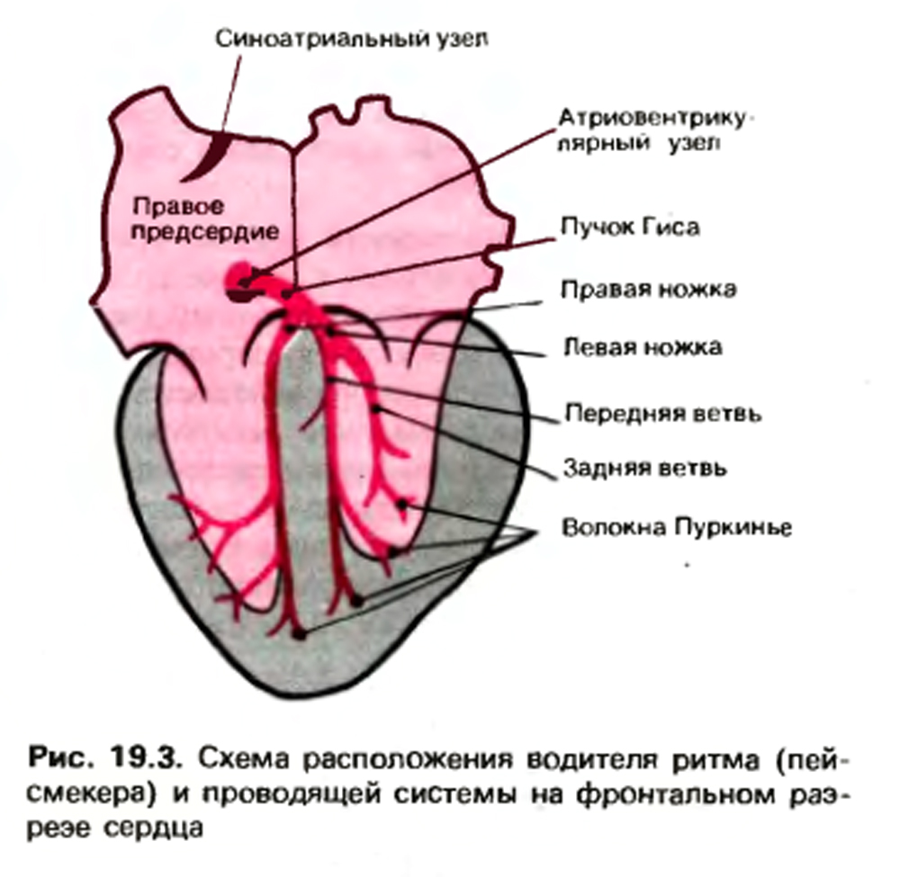 Пнпг что это значит у взрослого. Строение сердца пучок Гиса. Строение сердца ножки Гиса. Пучок Гиса в сердце анатомия. Проводящая система сердца лягушки.