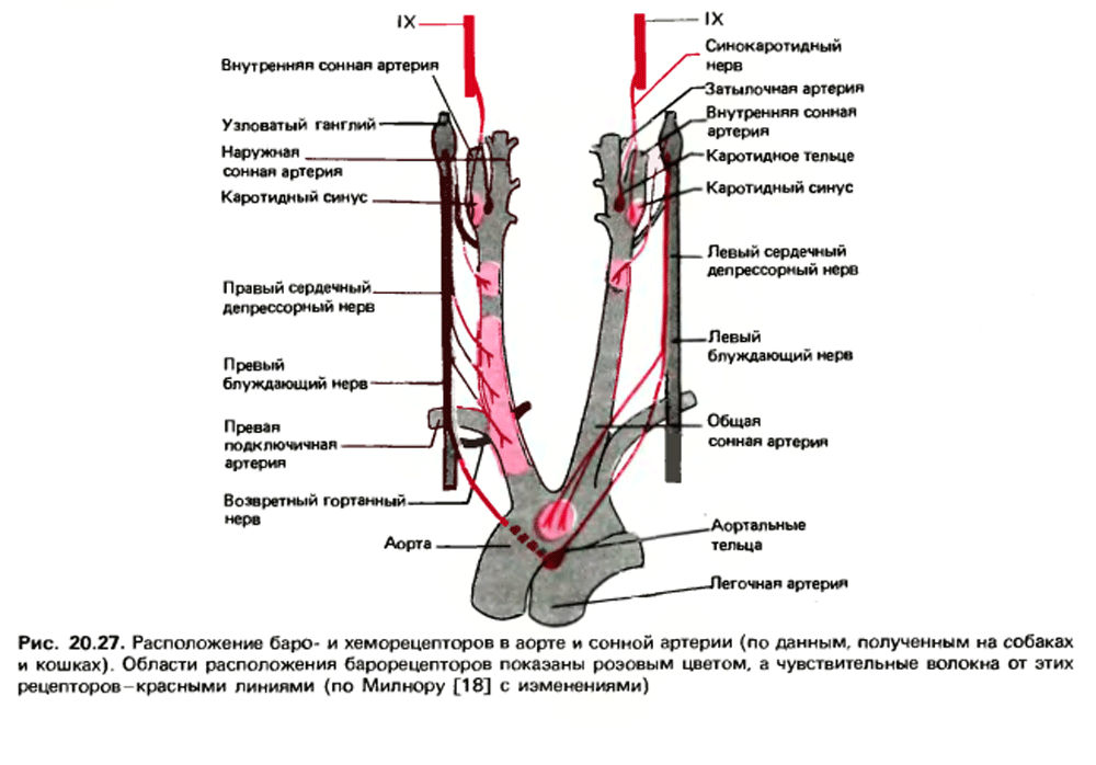 Сегменты внутренних артерий