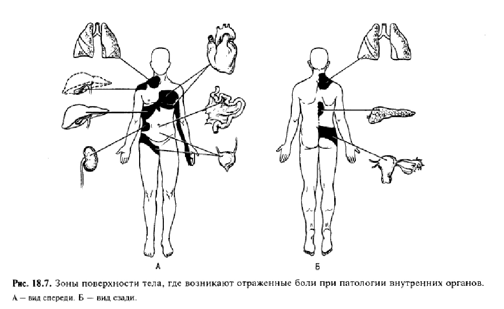 Зоны захарьина геда схема и описание атлас