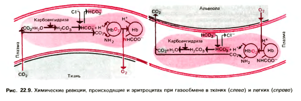 Газообмен в тканях фото