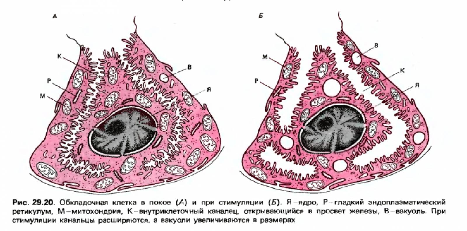 Париетальные клетки желудка. Париетальные клетки фундальных желез. Строение париетальной клетки желудка. Париетальные клетки желудка секретируют.