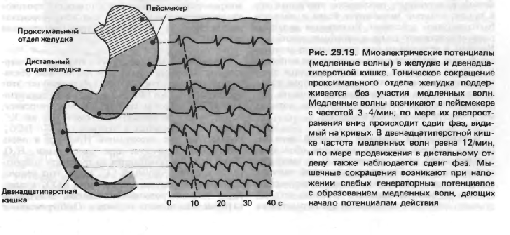 Снижение желудка