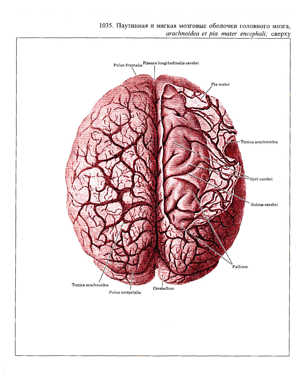 Паутинная оболочка. Паутинная оболочка головного мозга. Паутинная оболочка мозга:паутинная оболочка мозга. Паутинная оболочка мозга атлас Синельникова. Паутинная мозговая оболочка на препарате.