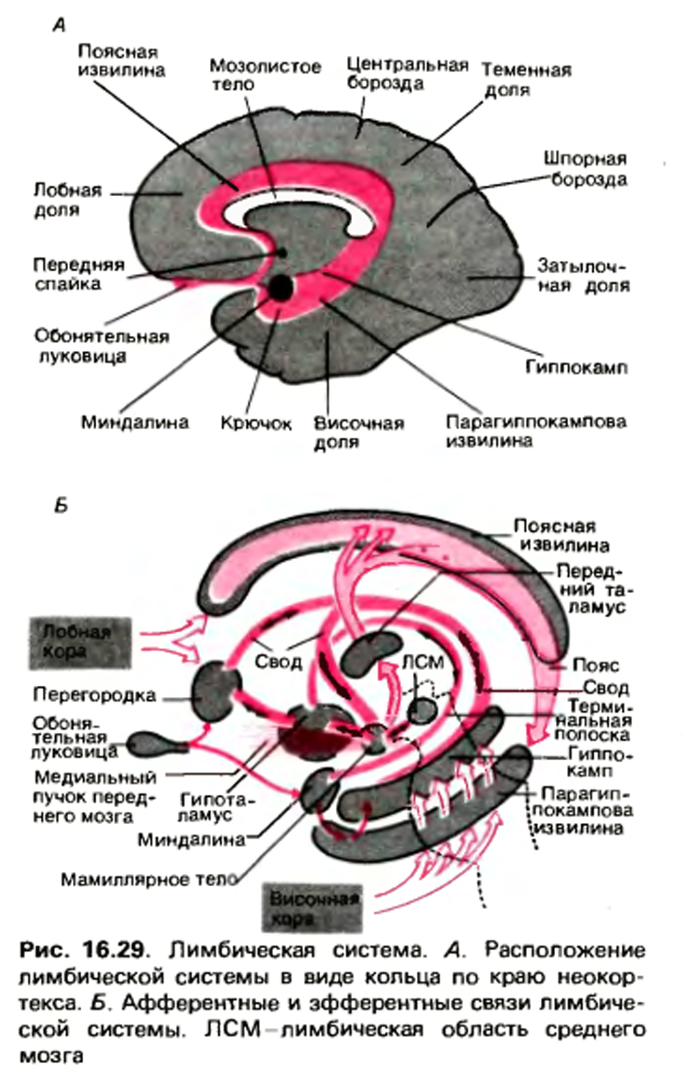 Схема лимбическая система