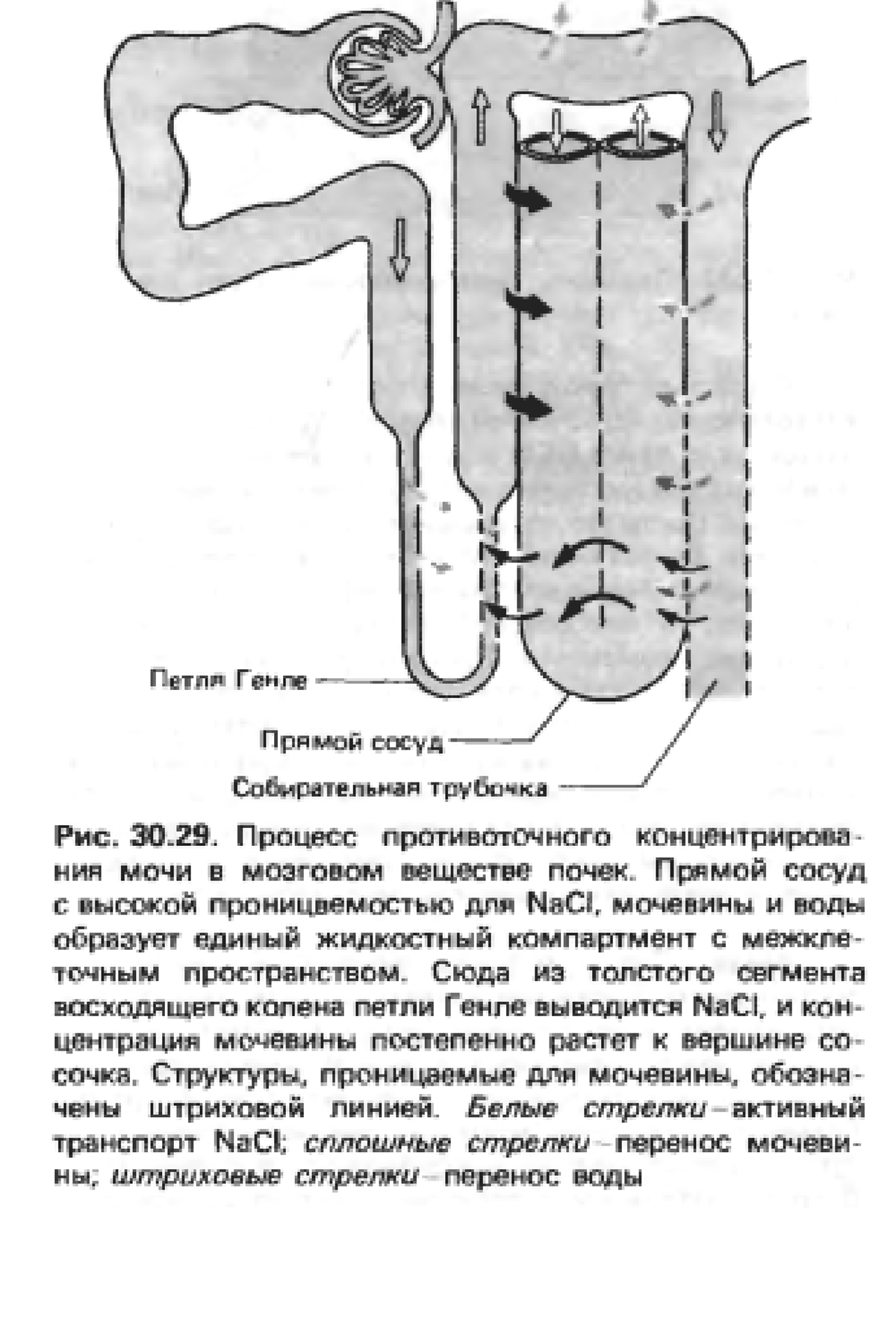 Петля генле. Реабсорбция в петле Генле. Патология петли Генле. Части петли Генле. Секреция в петле Генле.