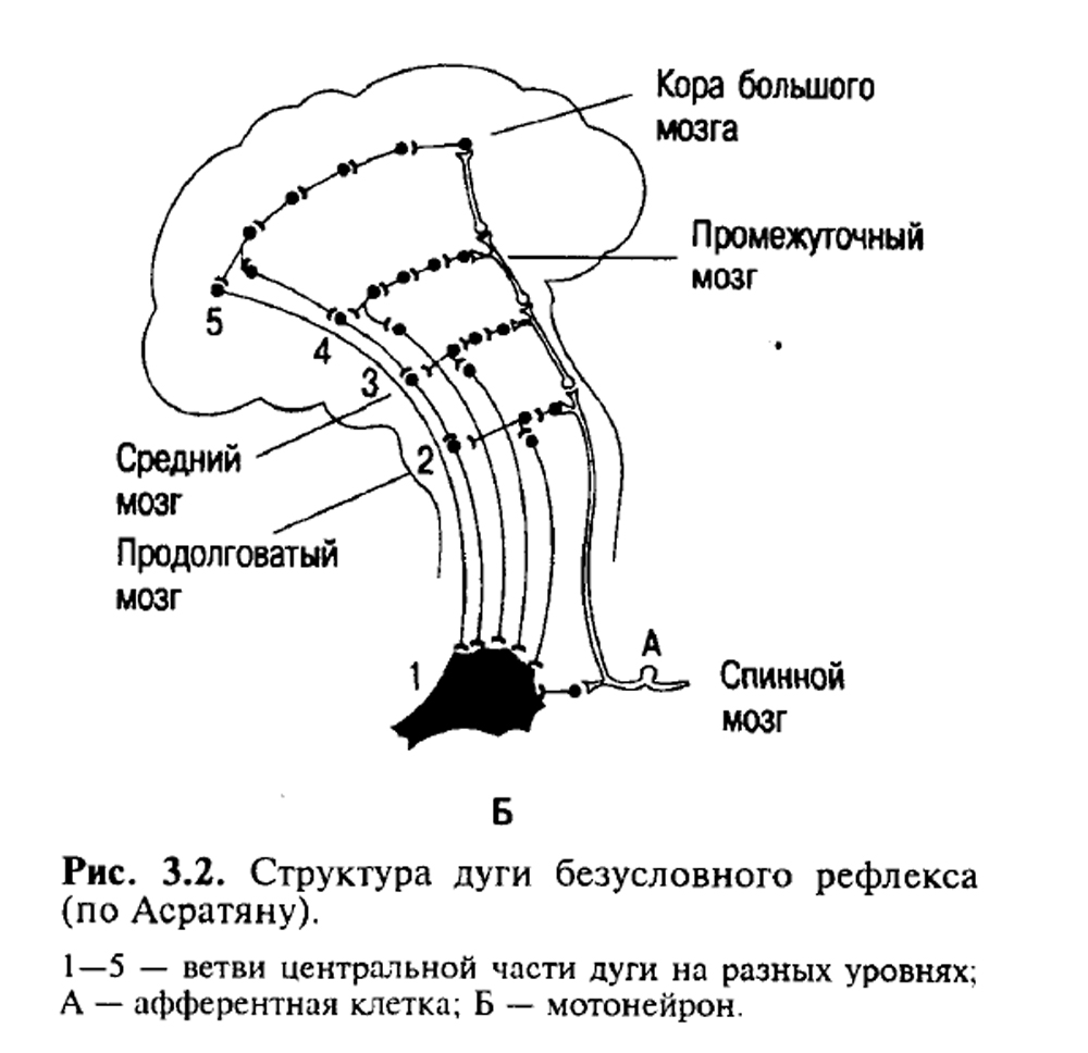 Рефлексы головного мозга схема