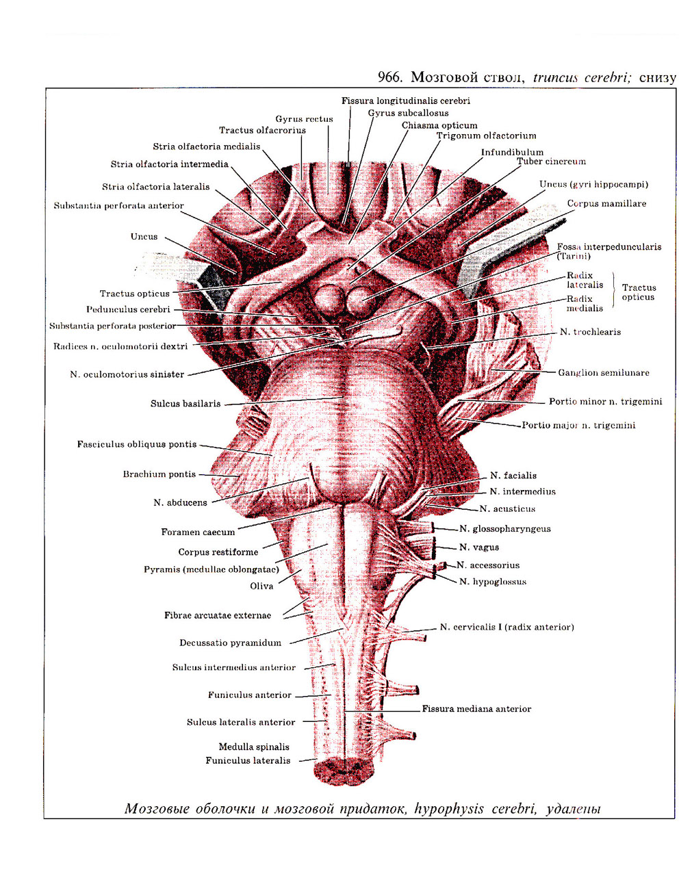 Стволовой мозг. Вентральная поверхность ствола мозга анатомия. Вентральная поверхность ствола головного мозга рисунок. Варолиев мост Черепные нервы. Варолиев мост вентральная поверхность.