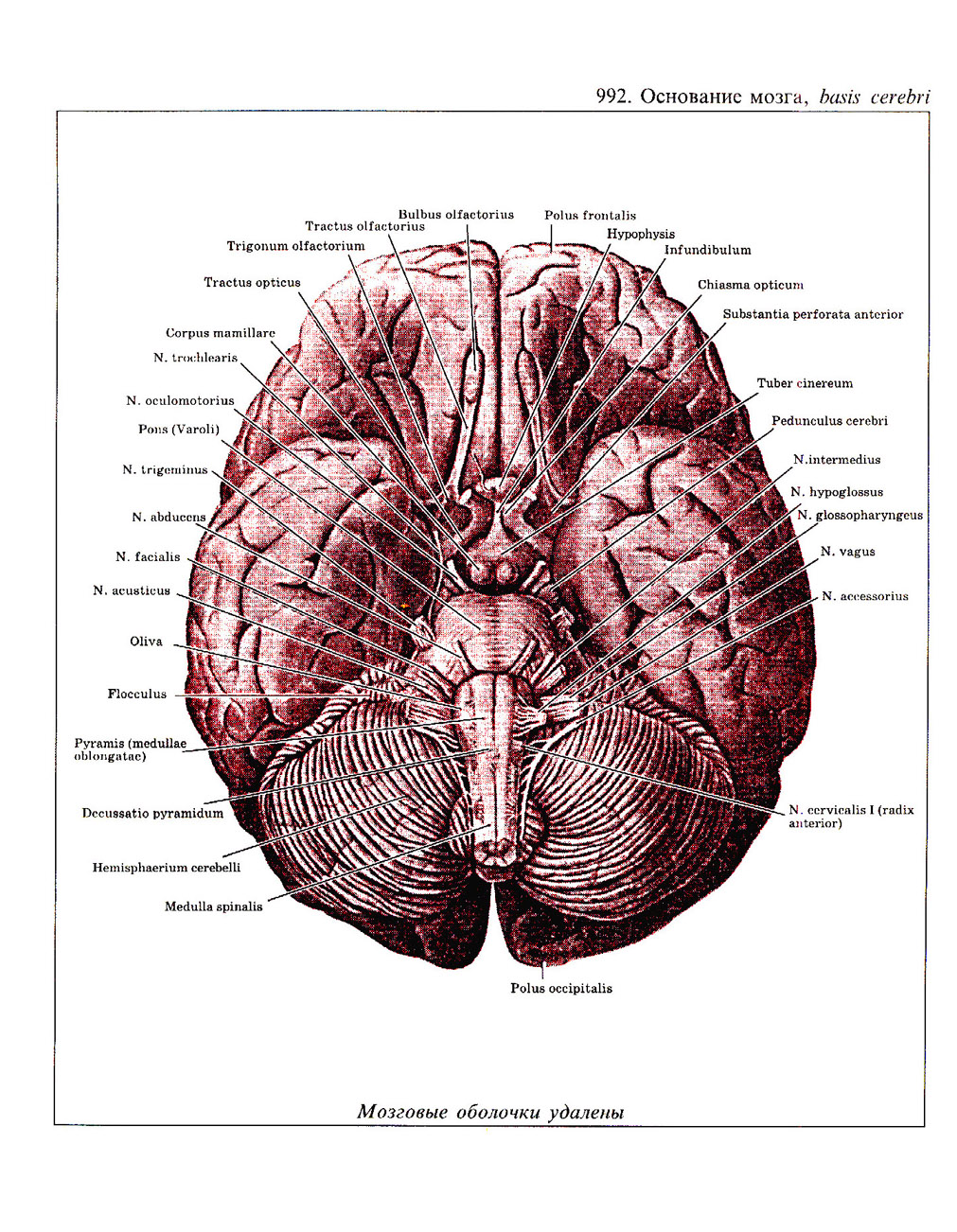 Основание мозга. Основание головного мозга. Нижнее основание мозга. Основание мозга схема. Узлы основания мозга.